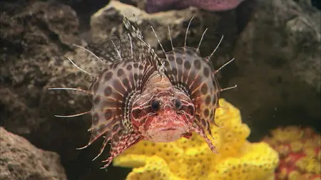 HDScape: Exotic Saltwater Aquarium / HD Окно: Экзотический Морской Аквариум (2006)