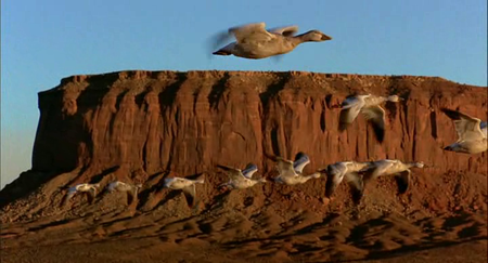 Winged Migration (2001)