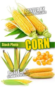 Corn - UHQ Stock Photo
