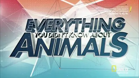 NatGeo - Everything You Didn't Know About Animals: Elephants, Cats & Octopuses (2015)