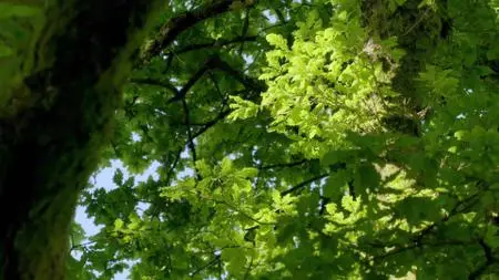 Wild Britain S01E02