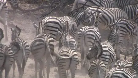 PBS Nature - Great Zebra Exodus (2013)