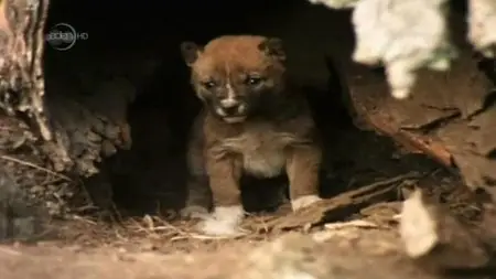 UKTV - Dingo: Wild Dogs at War (2012)