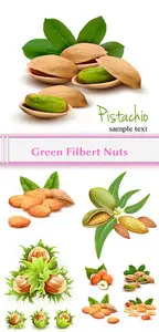 Vector Green Filbert Nuts qBee