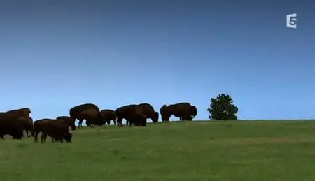 (Fr5) Bison, le roi de la prairie (2011)