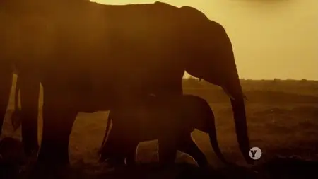 PBS - NATURE: Soul of the Elephant (2015)