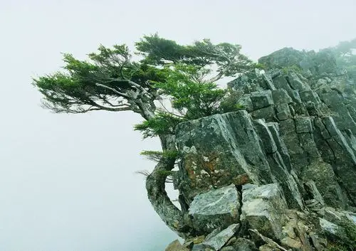 ImageDJ DI 009 Trees and Forests