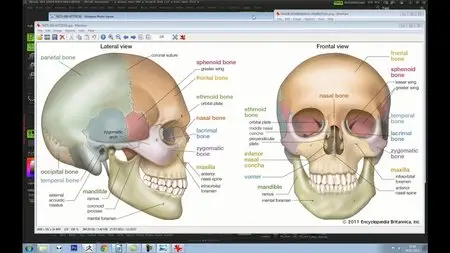 Creative Development: Understanding Facial Anatomy in ZBrush with Lee Magalhães (2012)
