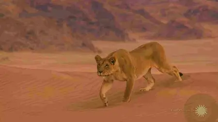 Smithsonian Channel - Desert Warriors: Lions of the Namib (2016)