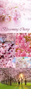 Stock Photo - Blossoming Cherry Tree