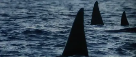 Orca (1977) [Remastered]