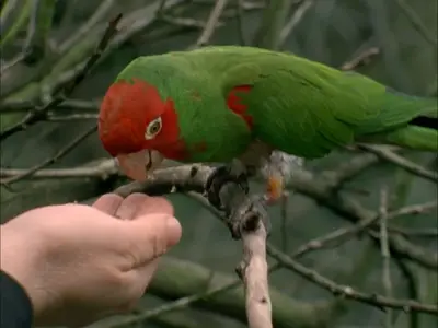 The Wild Parrots of Telegraph Hill (2003)