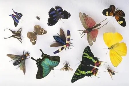 KPT Bugs_butterflies