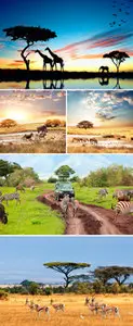 Stock Photo - Safari in Africa