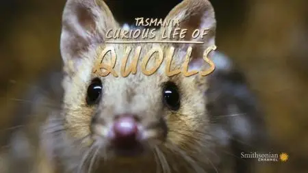 Smithsonian Channel - Tasmania: Curious Life of Quolls (2020)