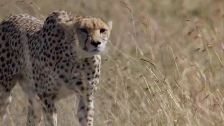 DisneyNature: African Cats (2011)