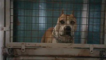 Turner & Hooch S01E12