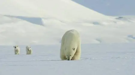 Snow Bears (2017)