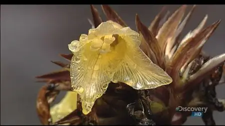 NHK Treasures from the Past - The Great Wild Nature (2008)