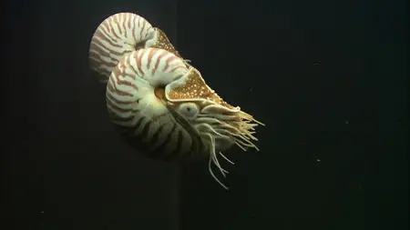 HDScape: Exotic Saltwater Aquarium / HD Окно: Экзотический Морской Аквариум (2006)