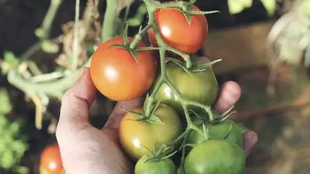 Urban Gardening in a Cold Climate