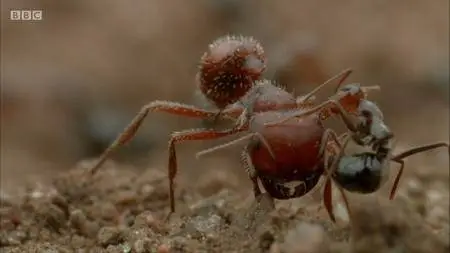 BBC Natural World - Empire of the Desert Ants (2011)