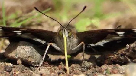 Wild Britain S01E02