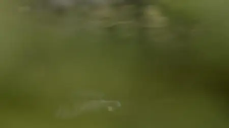 Wild Britain S01E07
