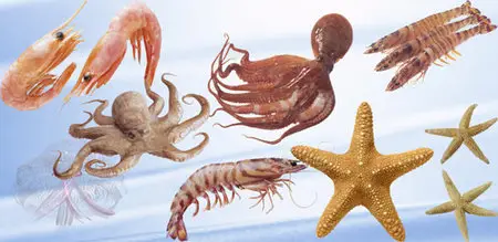 PSD-Marine inhabitants