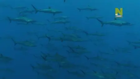 Under Siege – The Sharks of Ascension Island (2019)
