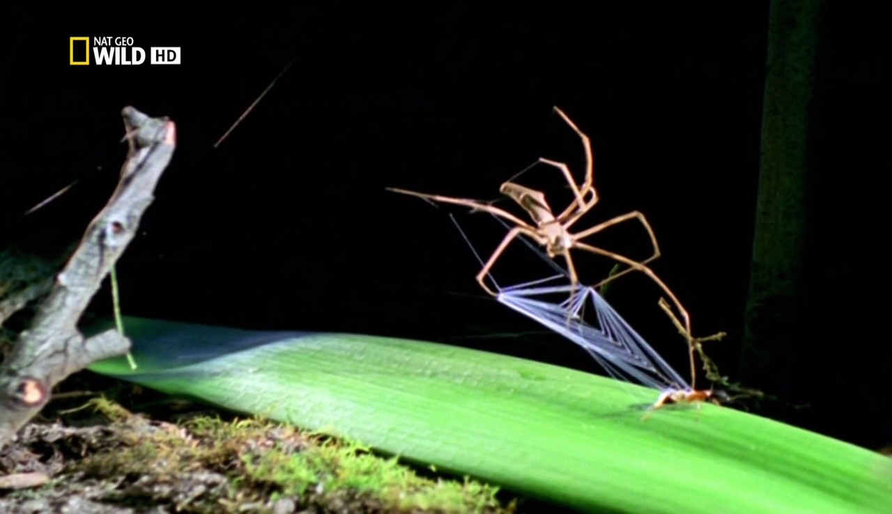 World's deadliest. Паук в Ant Live.