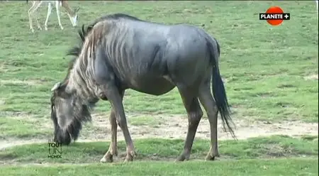 (Planète) Le zoo de Beauval, tout un monde (2014)