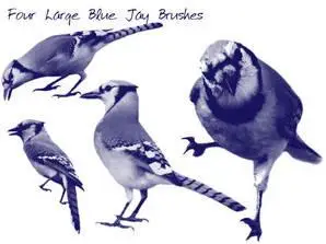 Blue Jay Brushes for Photoshop