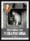What Should I Do? If I See a Stray Animal