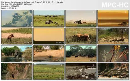 (Fr5) Dans la savane du Serengeti (2016)