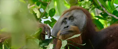 Secret Lives of Orangutans (2024)