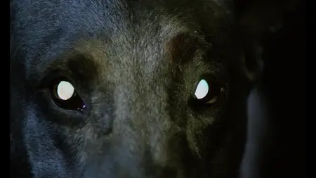 Dracula's Dog (1977)