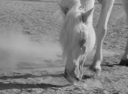 White Mane (1953) [The Criterion Collection]