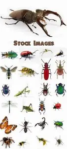 Insects isolated - 25 HQ Jpg