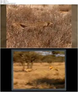 Cat Wars: Lion Vs. Cheetah (2011)