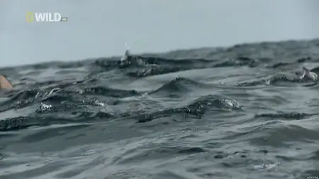 National Geographic Wild - Surviving Shark Night (2012)