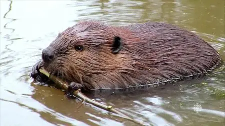 CBC - The Nature of Things: The Beaver Whisperers (2015)