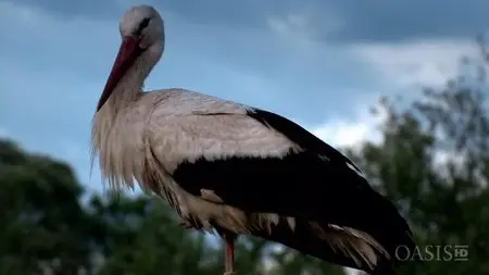 ORF - Danube: Europe's Amazon (2012)