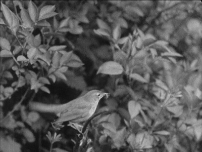 Secrets of Nature (1922-1933) (BFI) [DVD9] [PAL]