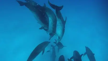 Ocean Giants (2011)