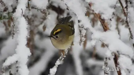 BBC - Winterwatch 2021 (2021)