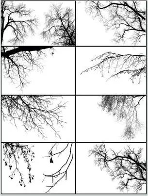 Tree Borders brushes for Adobe Photoshop