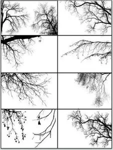 Tree Borders brushes for Adobe Photoshop