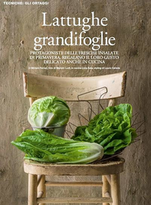 Sale & Pepe - Lattughe grandifoglie