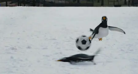 Mr. Popper's Penguins / M. Popper et ses pingouins (2011)